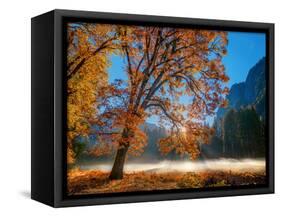 Autumn Oak Sunrise & Fog-John Gavrilis-Framed Stretched Canvas