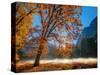 Autumn Oak Sunrise & Fog-John Gavrilis-Stretched Canvas