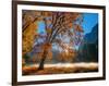 Autumn Oak Sunrise & Fog-John Gavrilis-Framed Photographic Print