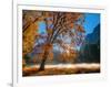 Autumn Oak Sunrise & Fog-John Gavrilis-Framed Photographic Print