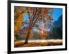 Autumn Oak Sunrise & Fog-John Gavrilis-Framed Photographic Print