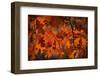 Autumn Oak-Steve Gadomski-Framed Photographic Print