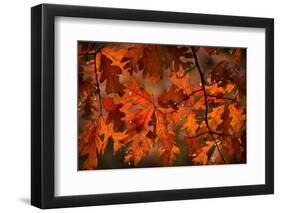 Autumn Oak-Steve Gadomski-Framed Photographic Print