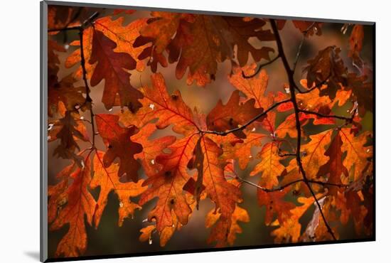 Autumn Oak-Steve Gadomski-Mounted Photographic Print