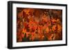 Autumn Oak-Steve Gadomski-Framed Photographic Print