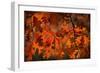 Autumn Oak-Steve Gadomski-Framed Photographic Print