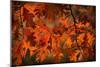 Autumn Oak-Steve Gadomski-Mounted Photographic Print