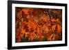 Autumn Oak-Steve Gadomski-Framed Photographic Print