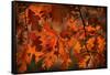 Autumn Oak-Steve Gadomski-Framed Stretched Canvas