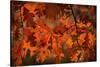 Autumn Oak-Steve Gadomski-Stretched Canvas