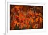 Autumn Oak-Steve Gadomski-Framed Photographic Print