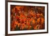 Autumn Oak-Steve Gadomski-Framed Photographic Print