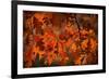 Autumn Oak-Steve Gadomski-Framed Photographic Print
