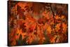 Autumn Oak-Steve Gadomski-Stretched Canvas
