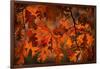 Autumn Oak-Steve Gadomski-Framed Photographic Print