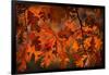 Autumn Oak-Steve Gadomski-Framed Photographic Print