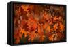 Autumn Oak-Steve Gadomski-Framed Stretched Canvas