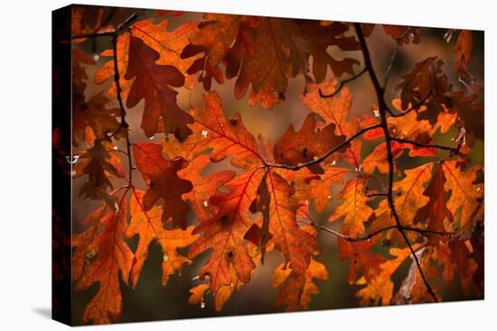 Autumn Oak-Steve Gadomski-Stretched Canvas