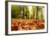 Autumn on Lime Tree Avenue, Clumber Nottinghamshire England Uk-Tracey Whitefoot-Framed Photographic Print