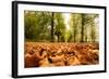 Autumn on Lime Tree Avenue, Clumber Nottinghamshire England Uk-Tracey Whitefoot-Framed Photographic Print