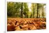 Autumn on Lime Tree Avenue, Clumber Nottinghamshire England Uk-Tracey Whitefoot-Framed Photographic Print