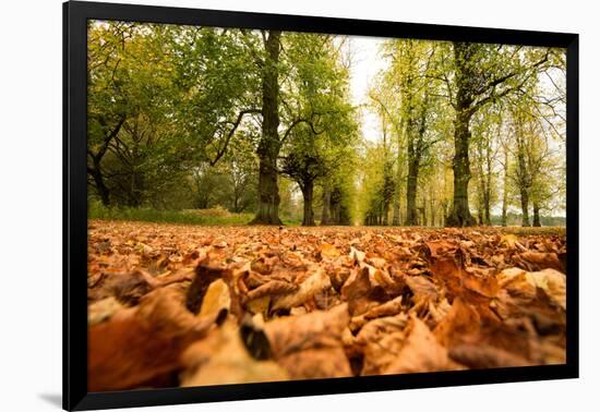 Autumn on Lime Tree Avenue, Clumber Nottinghamshire England Uk-Tracey Whitefoot-Framed Photographic Print