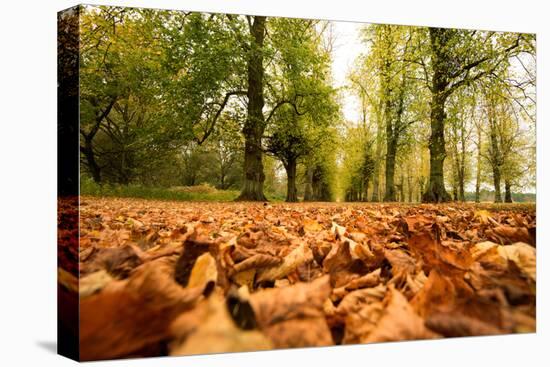 Autumn on Lime Tree Avenue, Clumber Nottinghamshire England Uk-Tracey Whitefoot-Stretched Canvas