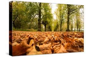 Autumn on Lime Tree Avenue, Clumber Nottinghamshire England Uk-Tracey Whitefoot-Stretched Canvas