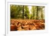 Autumn on Lime Tree Avenue, Clumber Nottinghamshire England Uk-Tracey Whitefoot-Framed Photographic Print