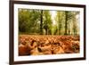 Autumn on Lime Tree Avenue, Clumber Nottinghamshire England Uk-Tracey Whitefoot-Framed Photographic Print