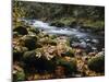 Autumn on the Salmon River, Welches, Oregon, USA-Michel Hersen-Mounted Premium Photographic Print