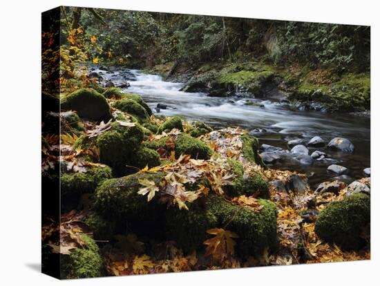 Autumn on the Salmon River, Welches, Oregon, USA-Michel Hersen-Stretched Canvas