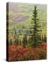 Autumn on the Taiga, Denali National Park, Alaska, USA-Michel Hersen-Stretched Canvas