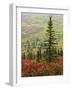 Autumn on the Taiga, Denali National Park, Alaska, USA-Michel Hersen-Framed Photographic Print