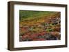 Autumn on the Taiga, Denali National Park, Alaska, USA-Michel Hersen-Framed Photographic Print