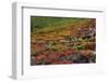 Autumn on the Taiga, Denali National Park, Alaska, USA-Michel Hersen-Framed Photographic Print