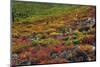 Autumn on the Taiga, Denali National Park, Alaska, USA-Michel Hersen-Mounted Photographic Print