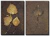 Autumn or Winter Leaves of Ivy (Hedera Helix) on Rust-Den Reader-Stretched Canvas