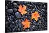 Autumn Orange Maple Leaves-Steve Gadomski-Stretched Canvas