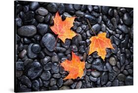 Autumn Orange Maple Leaves-Steve Gadomski-Stretched Canvas