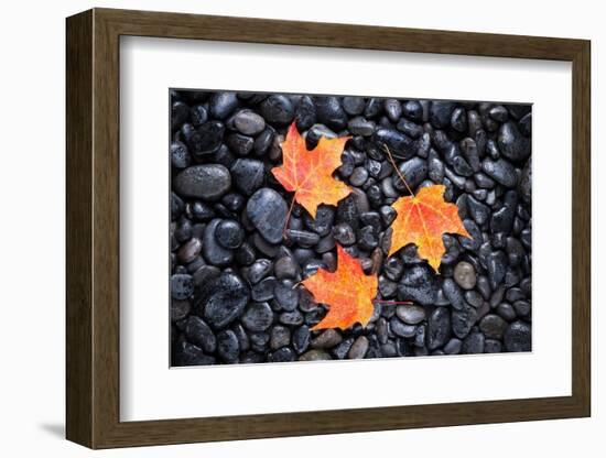 Autumn Orange Maple Leaves-Steve Gadomski-Framed Photographic Print