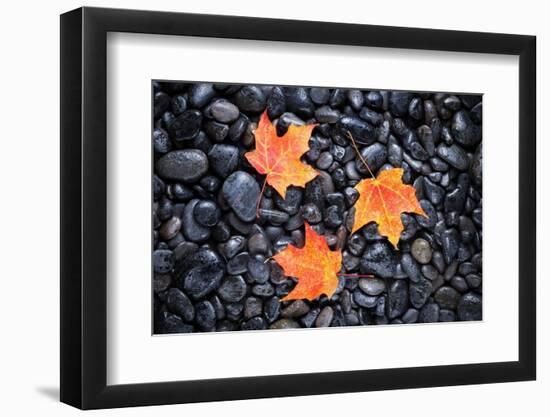 Autumn Orange Maple Leaves-Steve Gadomski-Framed Photographic Print