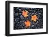 Autumn Orange Maple Leaves-Steve Gadomski-Framed Photographic Print