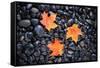 Autumn Orange Maple Leaves-Steve Gadomski-Framed Stretched Canvas