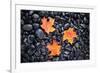 Autumn Orange Maple Leaves-Steve Gadomski-Framed Photographic Print