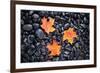 Autumn Orange Maple Leaves-Steve Gadomski-Framed Photographic Print