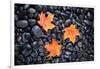 Autumn Orange Maple Leaves-Steve Gadomski-Framed Photographic Print