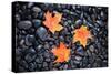 Autumn Orange Maple Leaves-Steve Gadomski-Stretched Canvas