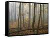 Autumn, Ozark-St. Francis National Forest, Arkansas, USA-Charles Gurche-Framed Stretched Canvas