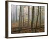 Autumn, Ozark-St. Francis National Forest, Arkansas, USA-Charles Gurche-Framed Photographic Print